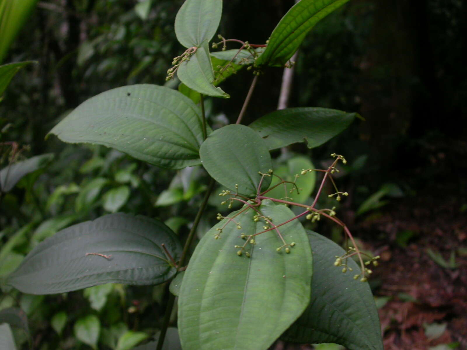 Image of Conostegia dissitiflora (Almeda) Kriebel