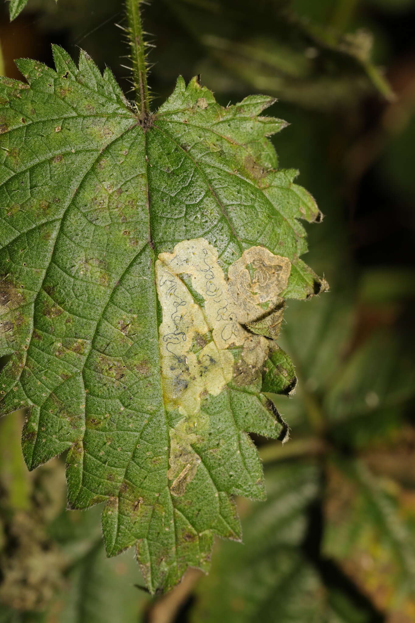 Image of Agromyza anthracina Meigen 1830