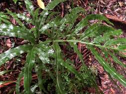 Plancia ëd Pteris umbrosa R. Br.