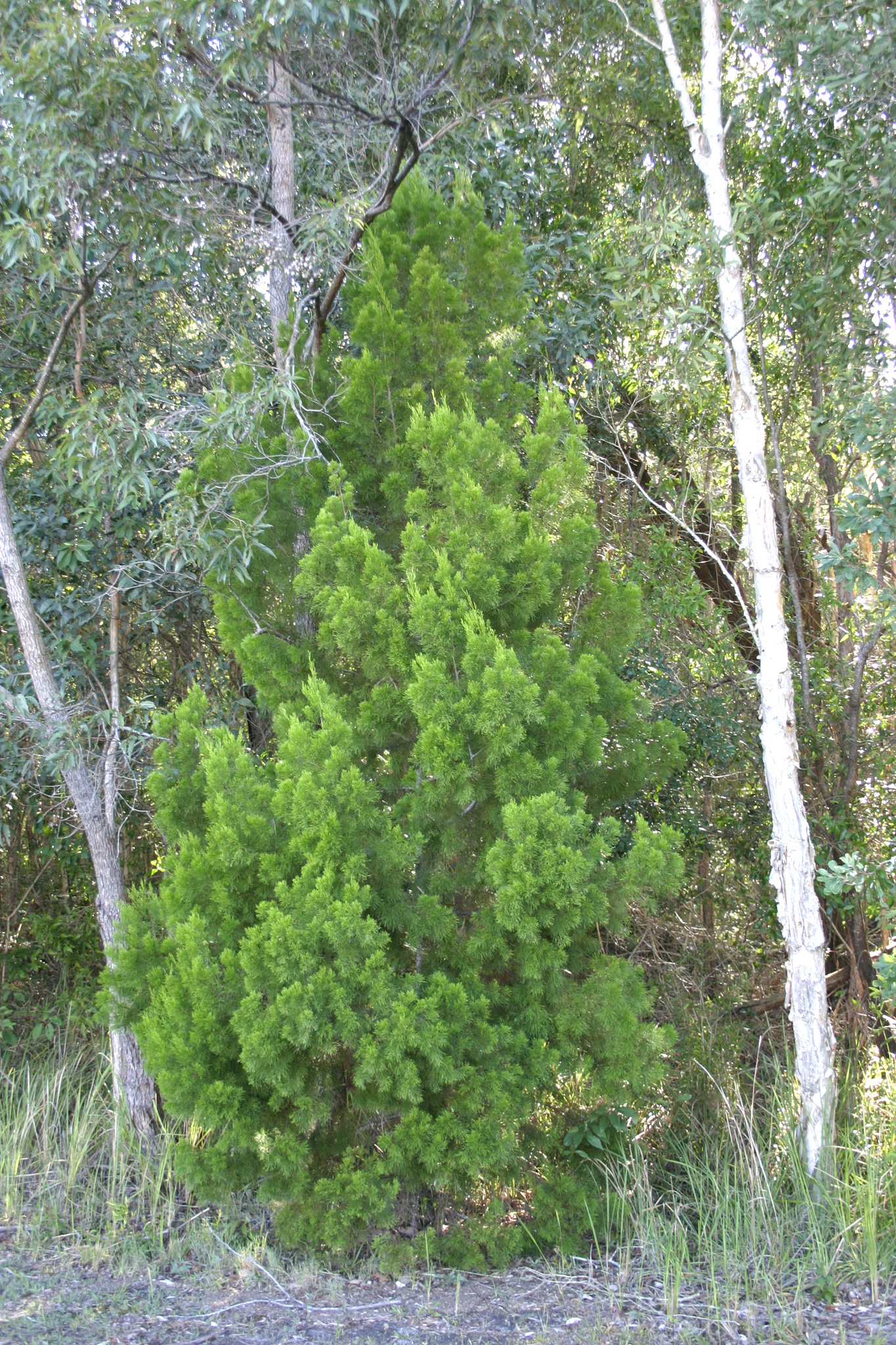 Image of Cypress Pine