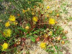 Image of Apatesia helianthoides (Ait.) N. E. Br.