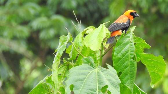 Image of Black-winged Bishop