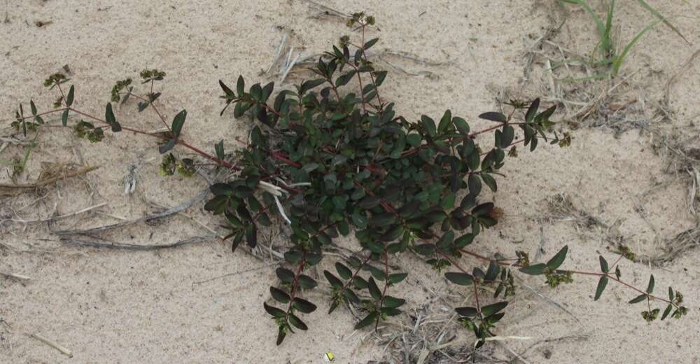 Image of Hyssop-Leaf Sandmat