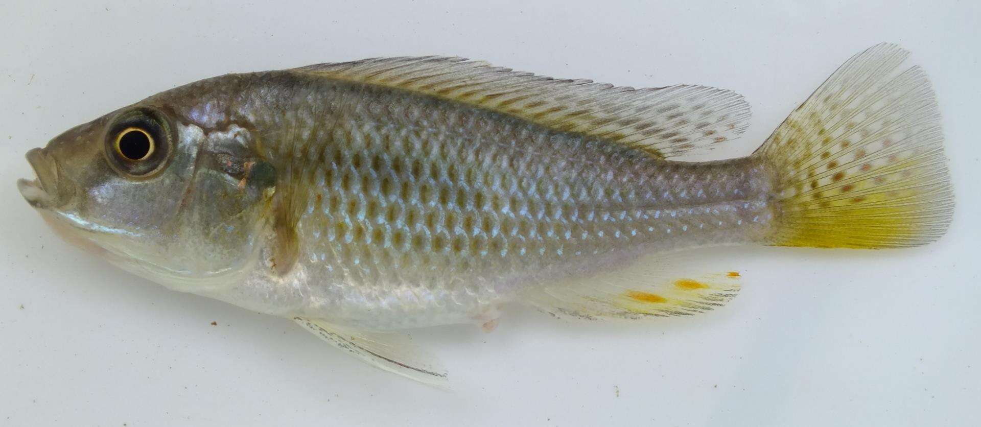 Image of Eastern River Bream