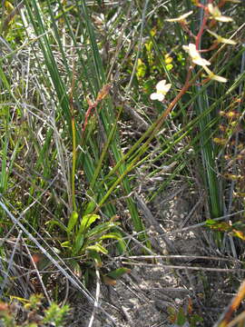 Image of Stylidium gloeophyllum Wege