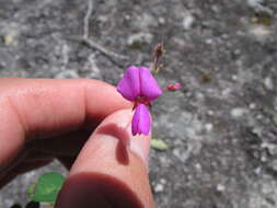 Image of Graham's ticktrefoil