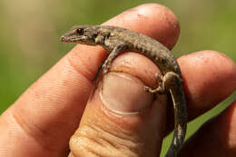 صورة Lygodactylus rex Broadley 1963