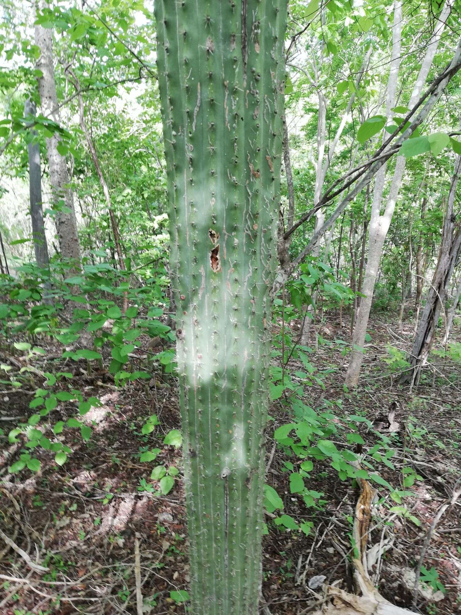 Image of Cephalocereus nudus