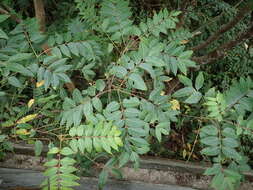 Image of Tetradium glabrifolium (Champ. ex Benth.) T. G. Hartley