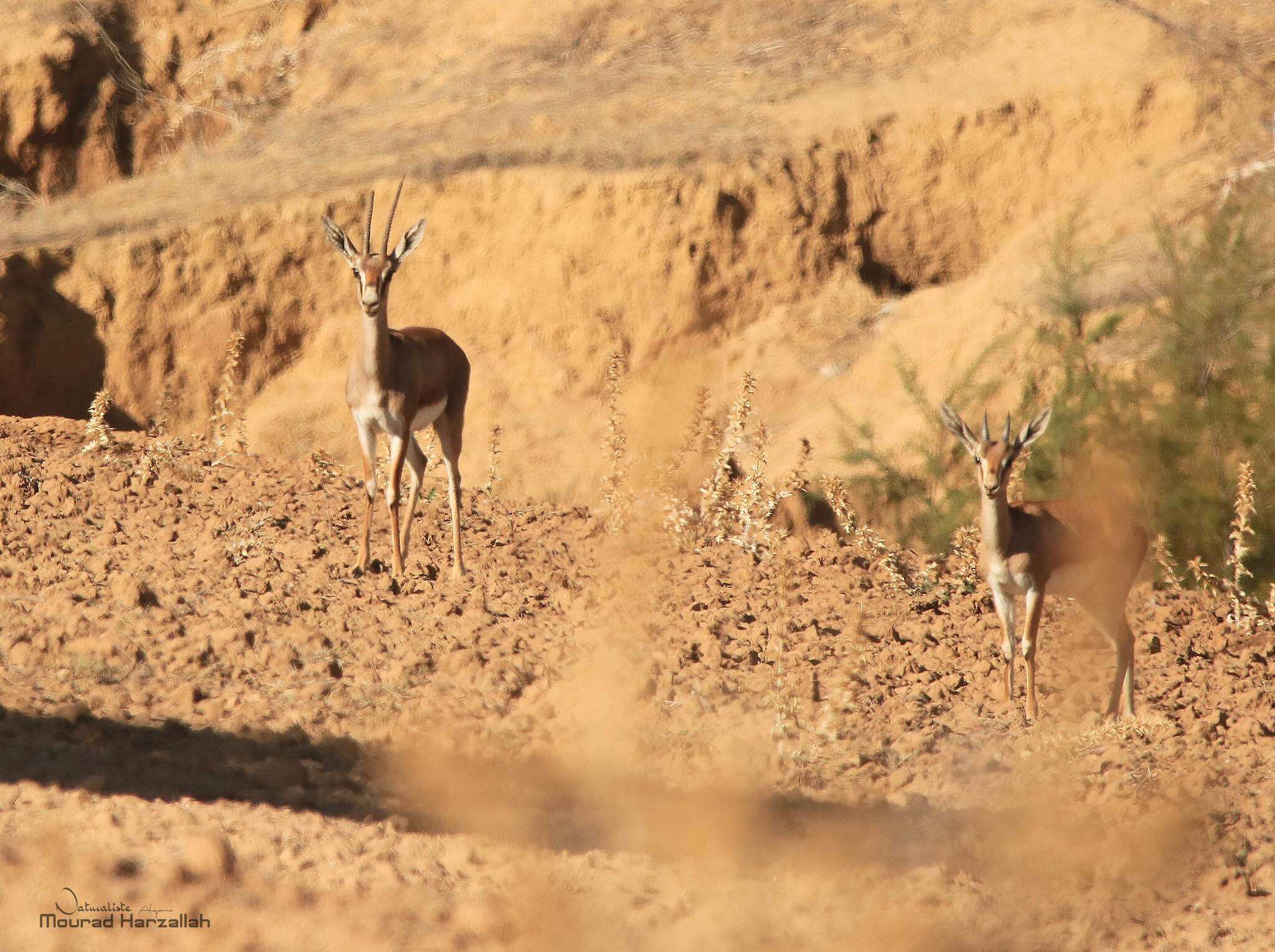 Image of Cuvier's Gazelle