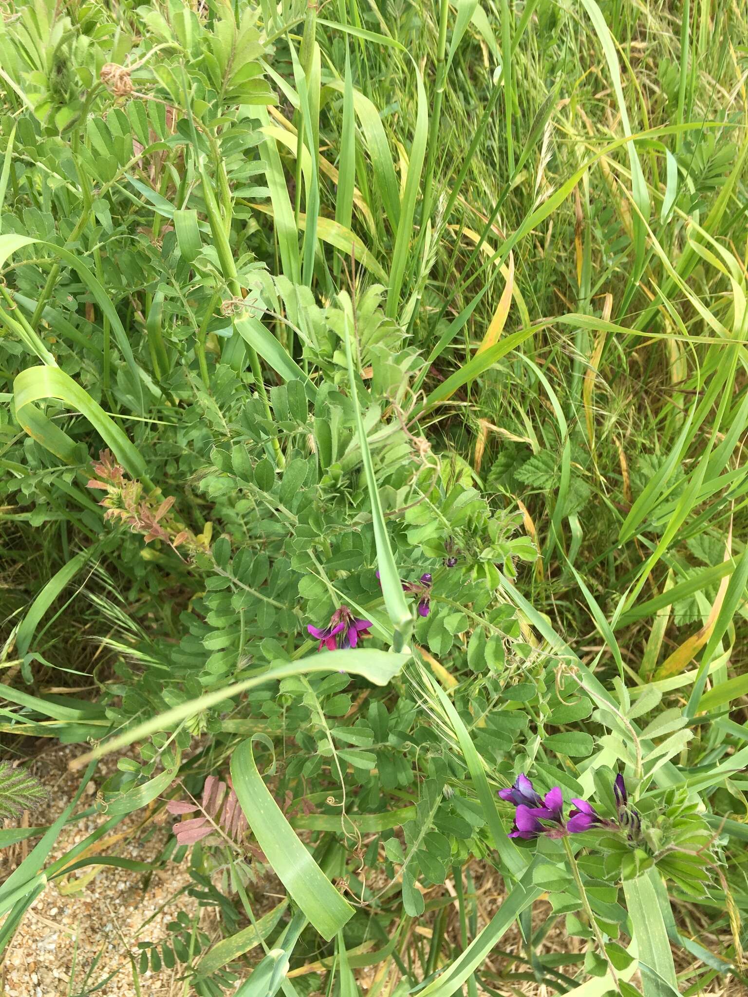 Imagem de Vicia sativa subsp. sativa