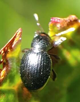 Otiorhynchus (Zadrehus) atroapterus (De Geer 1775) resmi