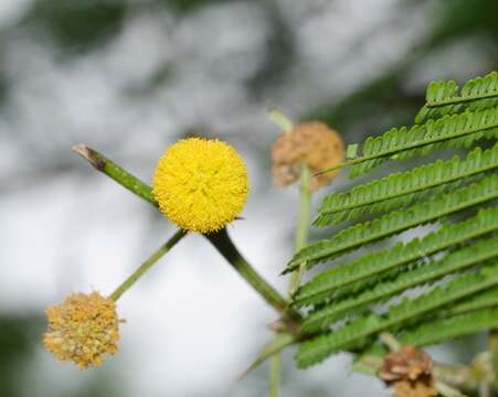 Imagem de Vachellia macracantha (Humb. & Bonpl. ex Willd.) Seigler & Ebinger