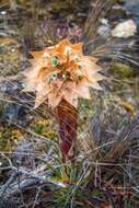 Puya cajasensis Manzan. & W. Till的圖片