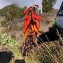 Image de Kniphofia thomsonii var. thomsonii