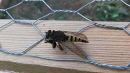 Image of Red-footed Cannibalfly