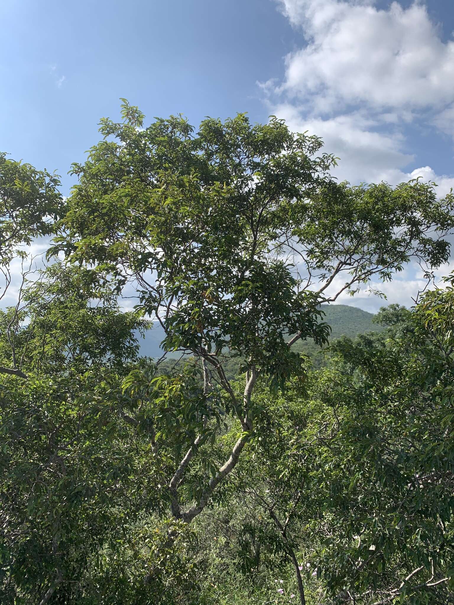 Image of Olifants River Bushwillow