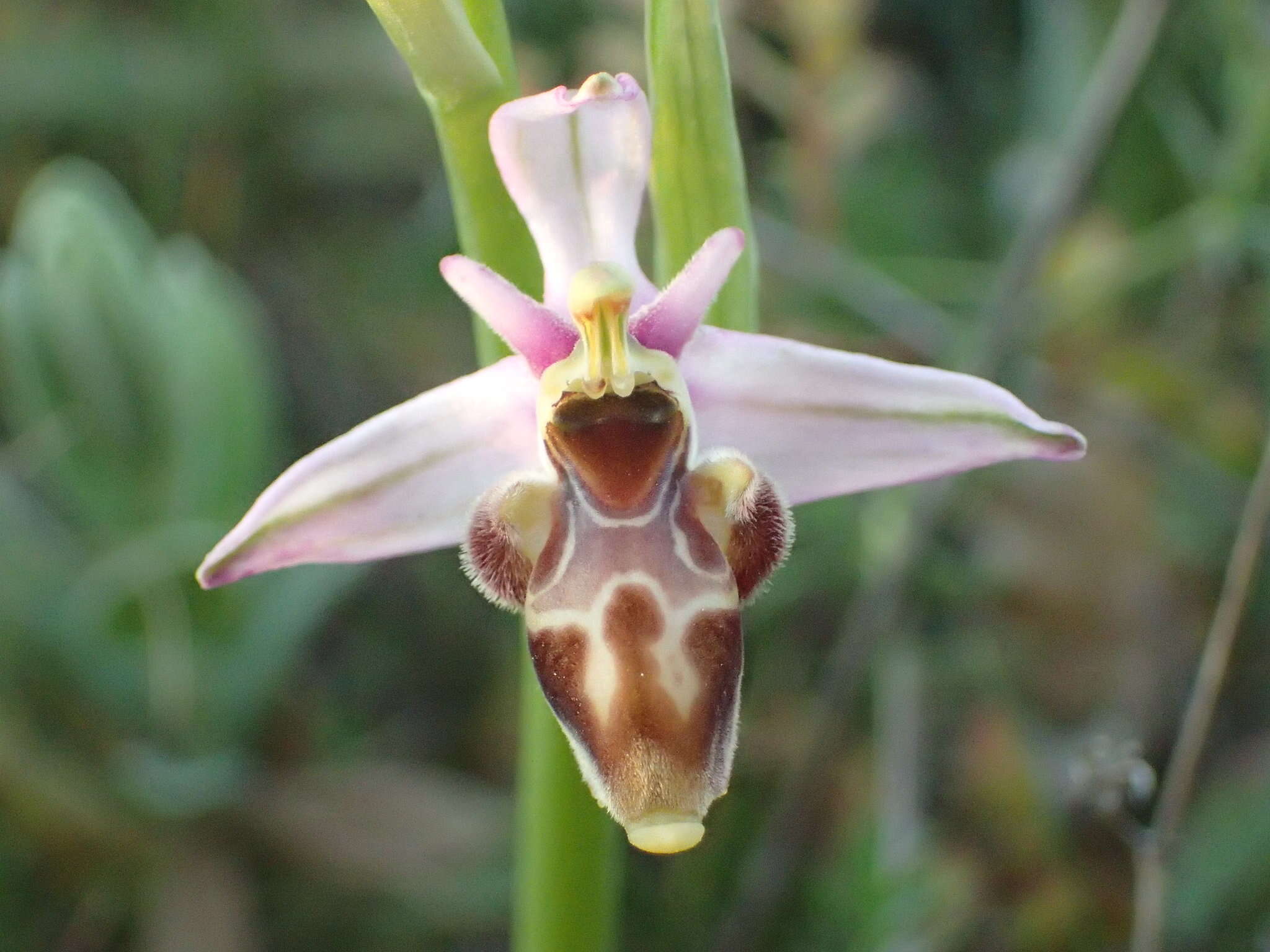 Image of Ophrys scolopax subsp. scolopax