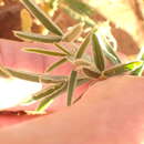 Image of Crotalaria podocarpa DC.