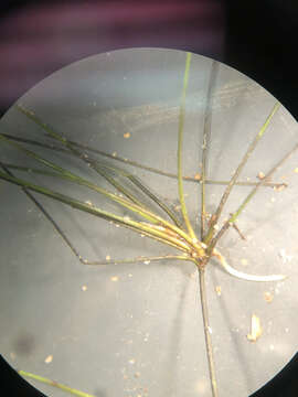 Image of Viviparous Spike-Rush