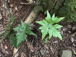 Image of Doryopteris lorentzii (Hieron.) Diels