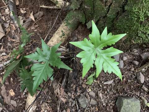 Image of Doryopteris lorentzii (Hieron.) Diels