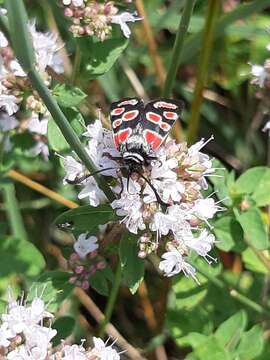 Image of Zygaena carniolica Scopoli 1763