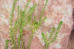 Image of Diosma recurva Cham