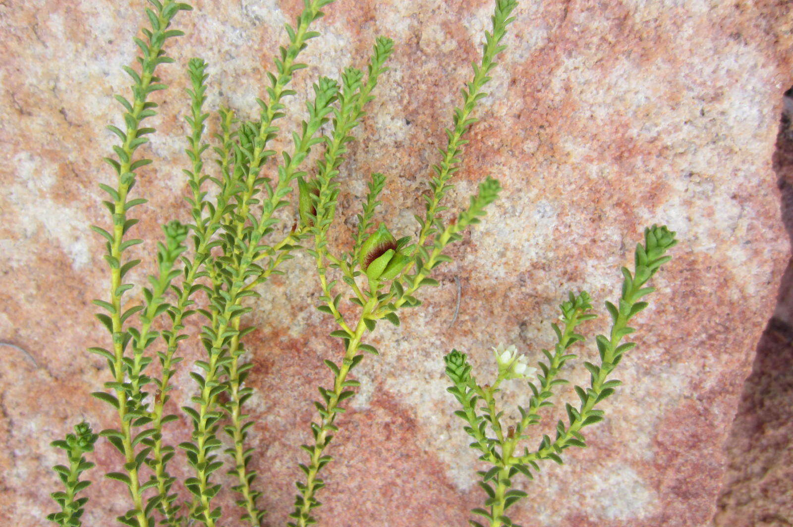 Image of Diosma recurva Cham