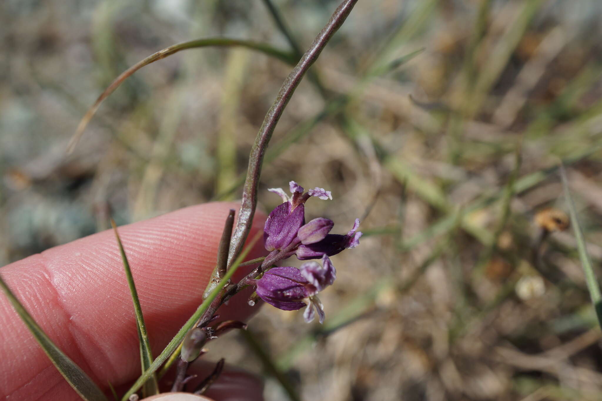 Слика од Streptanthus glandulosus subsp. pulchellus (Greene) Kruckeb.