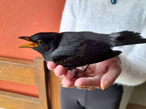 Image of Yellow-legged Thrush