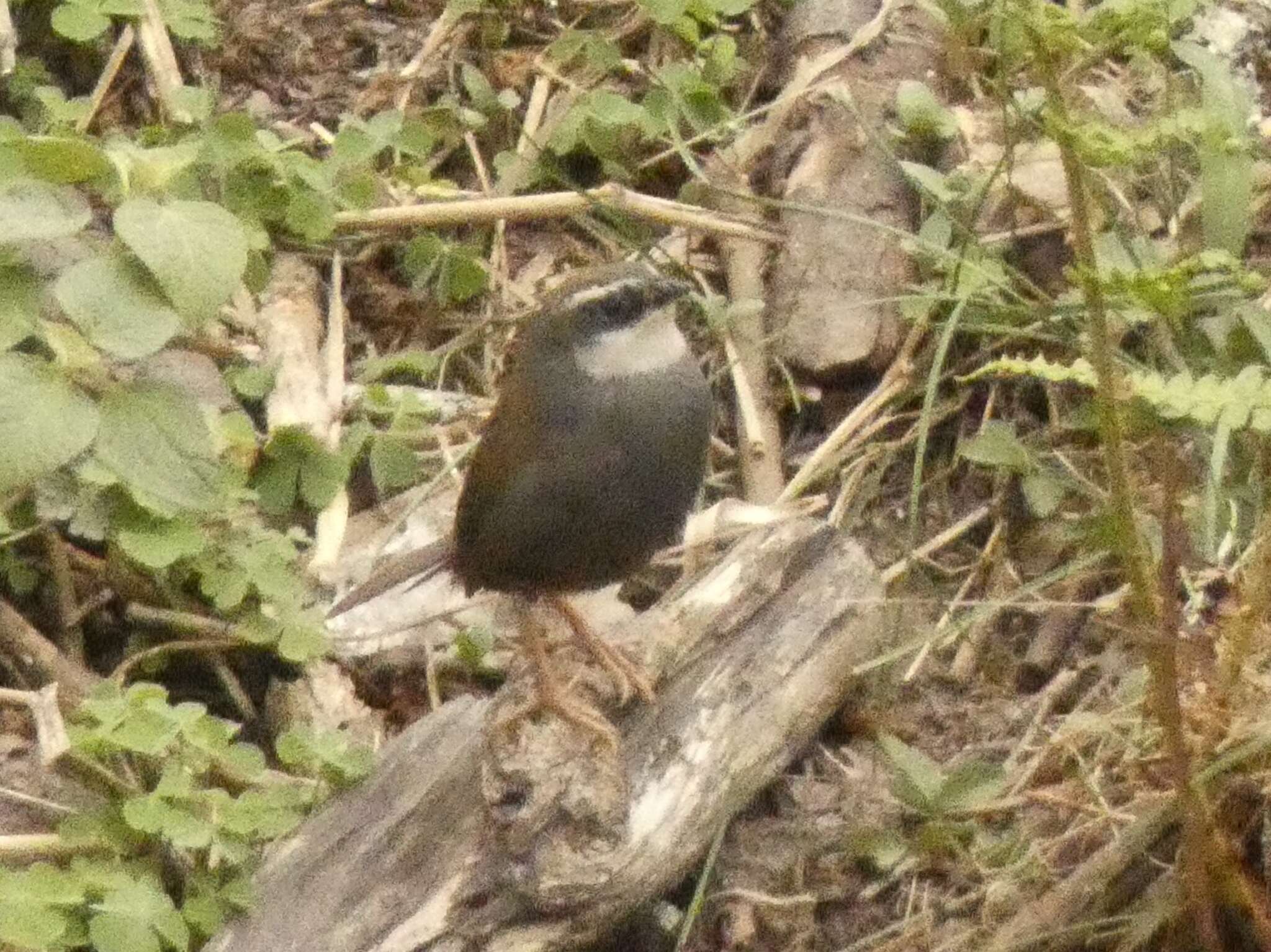 Image of White-browed Tapaculo