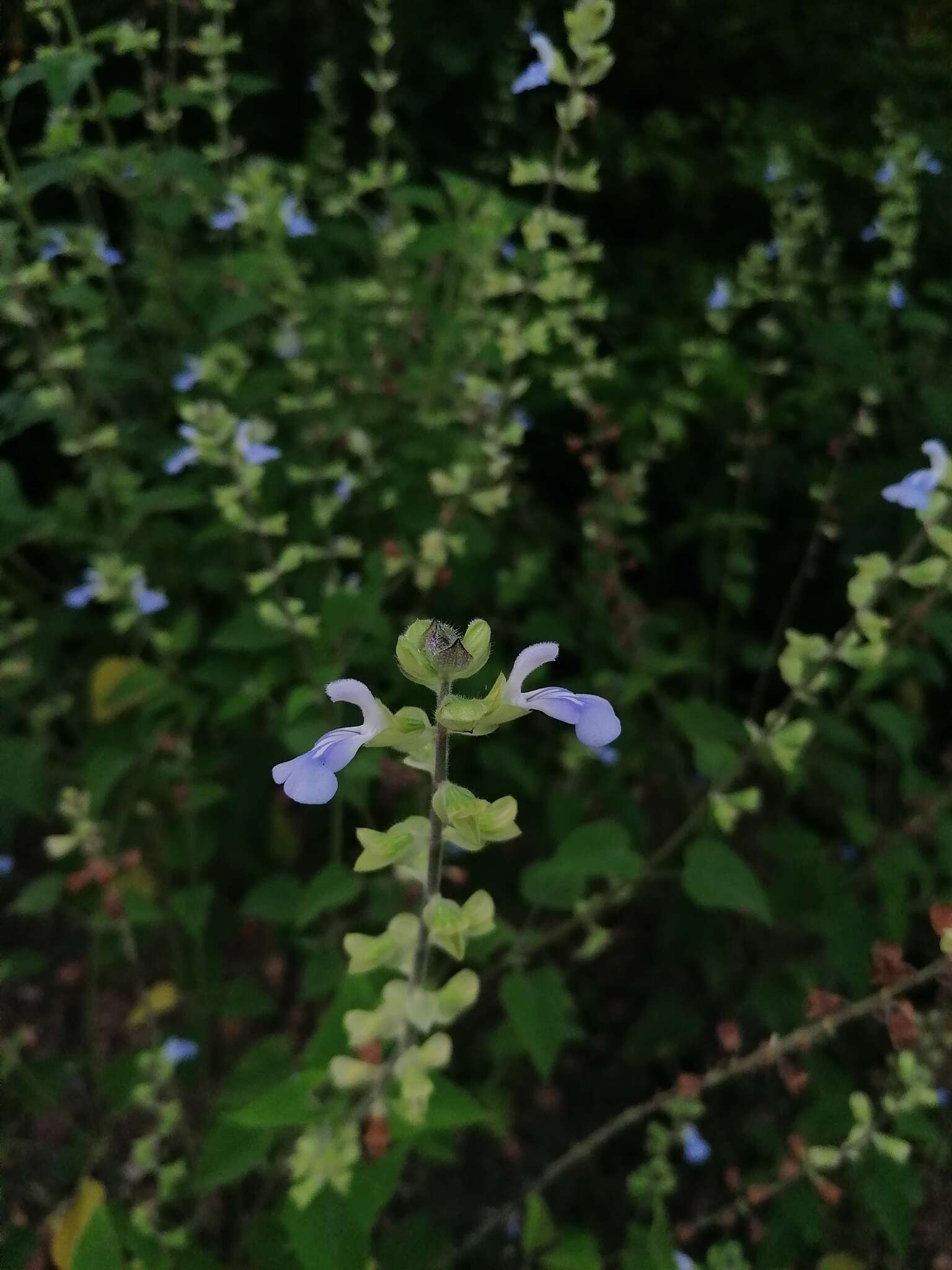 Image of Salvia herbacea Benth.