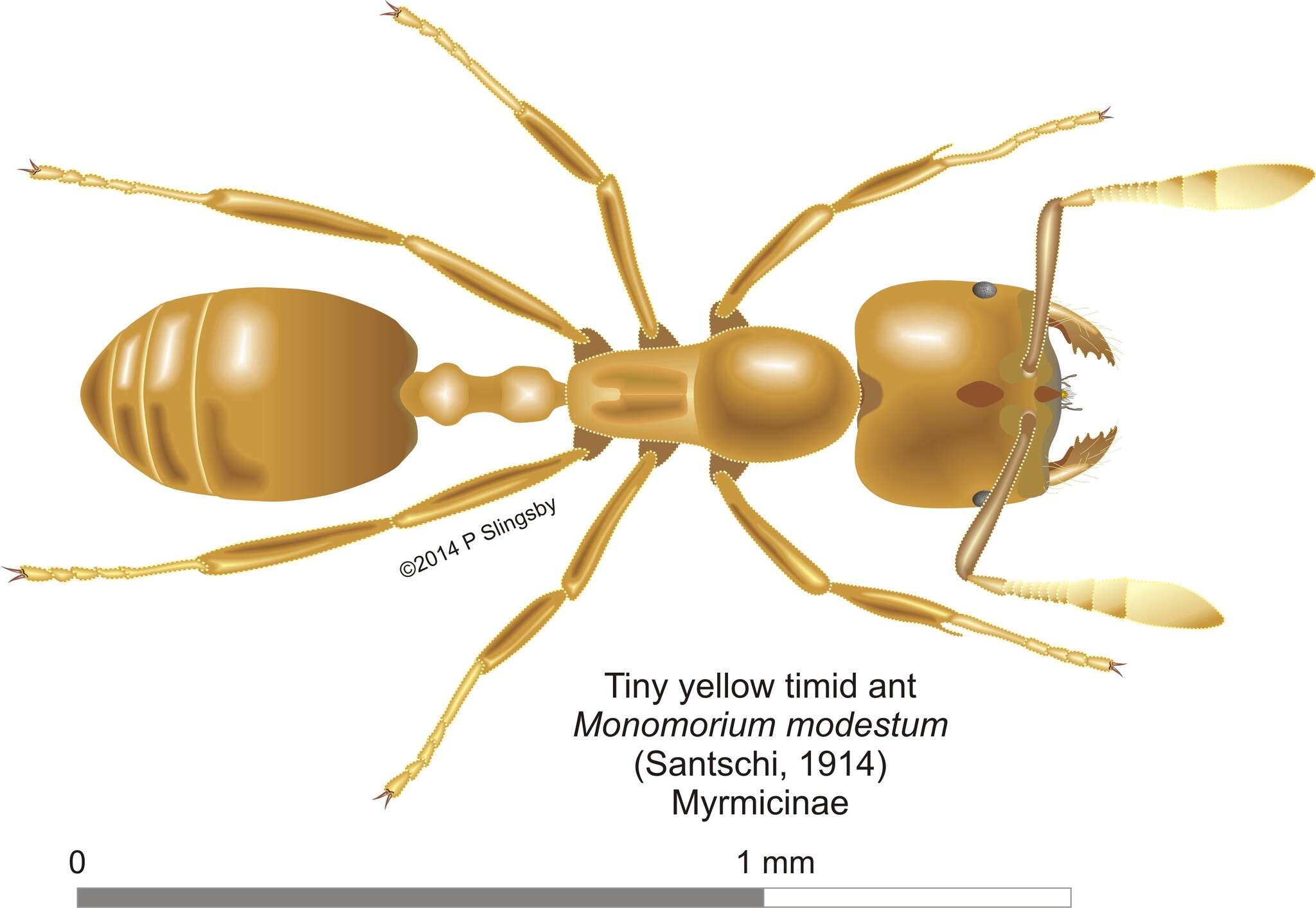 Слика од Monomorium rhopalocerum Emery 1895