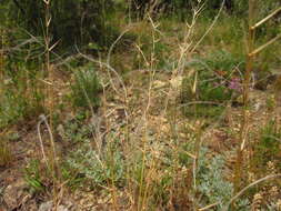 Plancia ëd Stipa pontica P. A. Smirn.