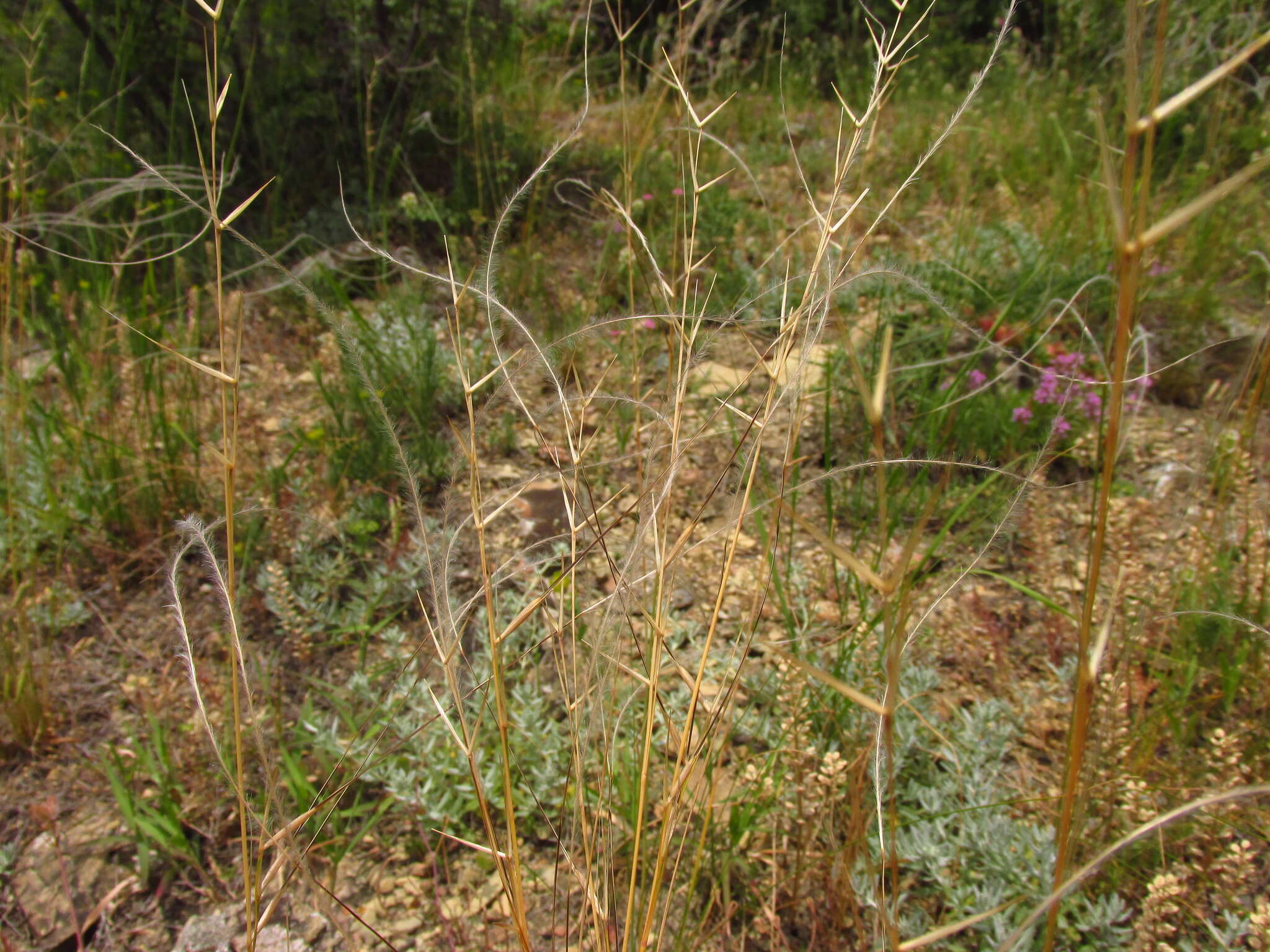 Plancia ëd Stipa pontica P. A. Smirn.