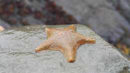 Image of cushion star