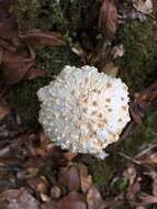 Image of Amanita conara Tulloss & Halling 2011