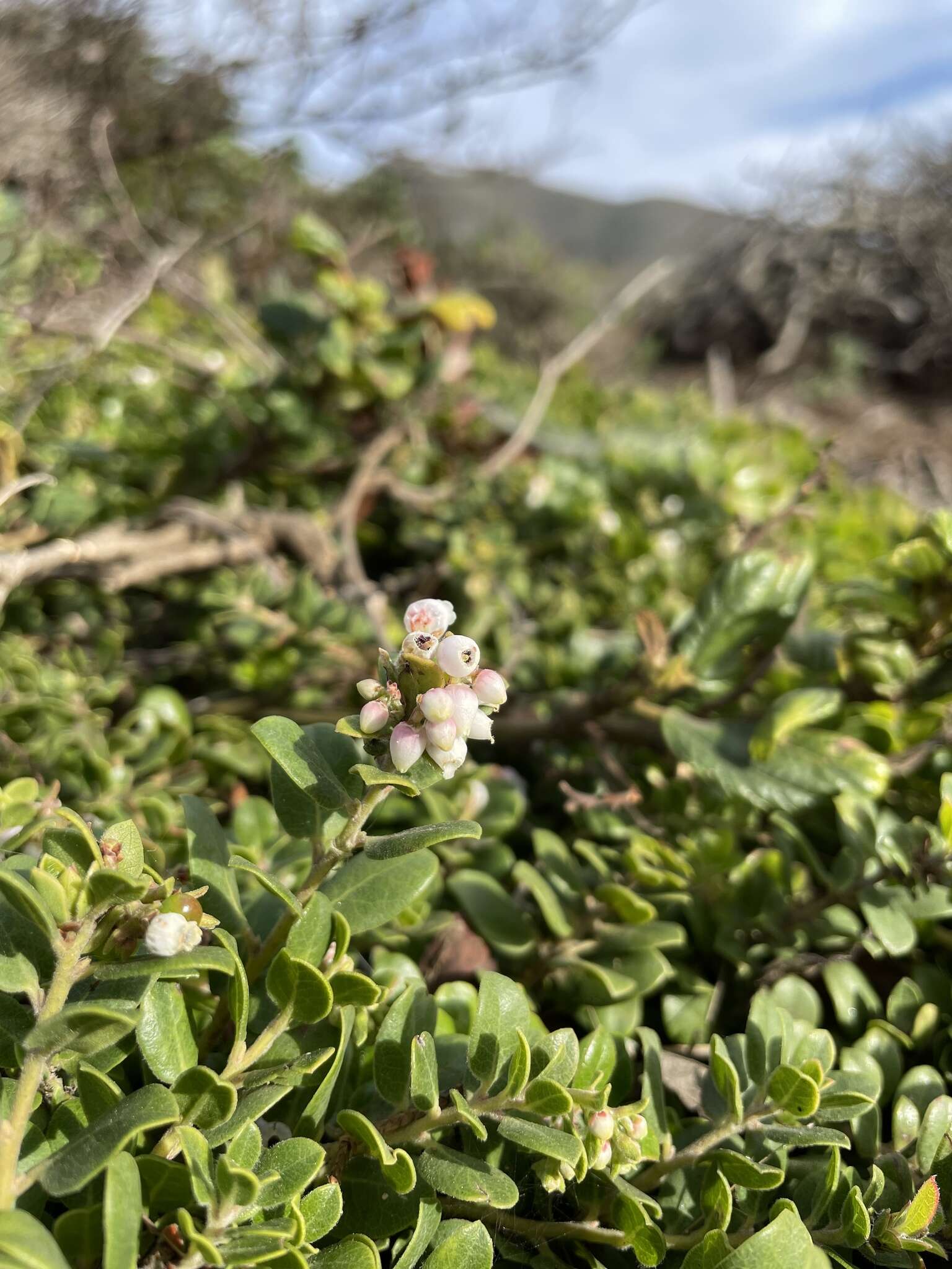 Image of Little Sur manzanita