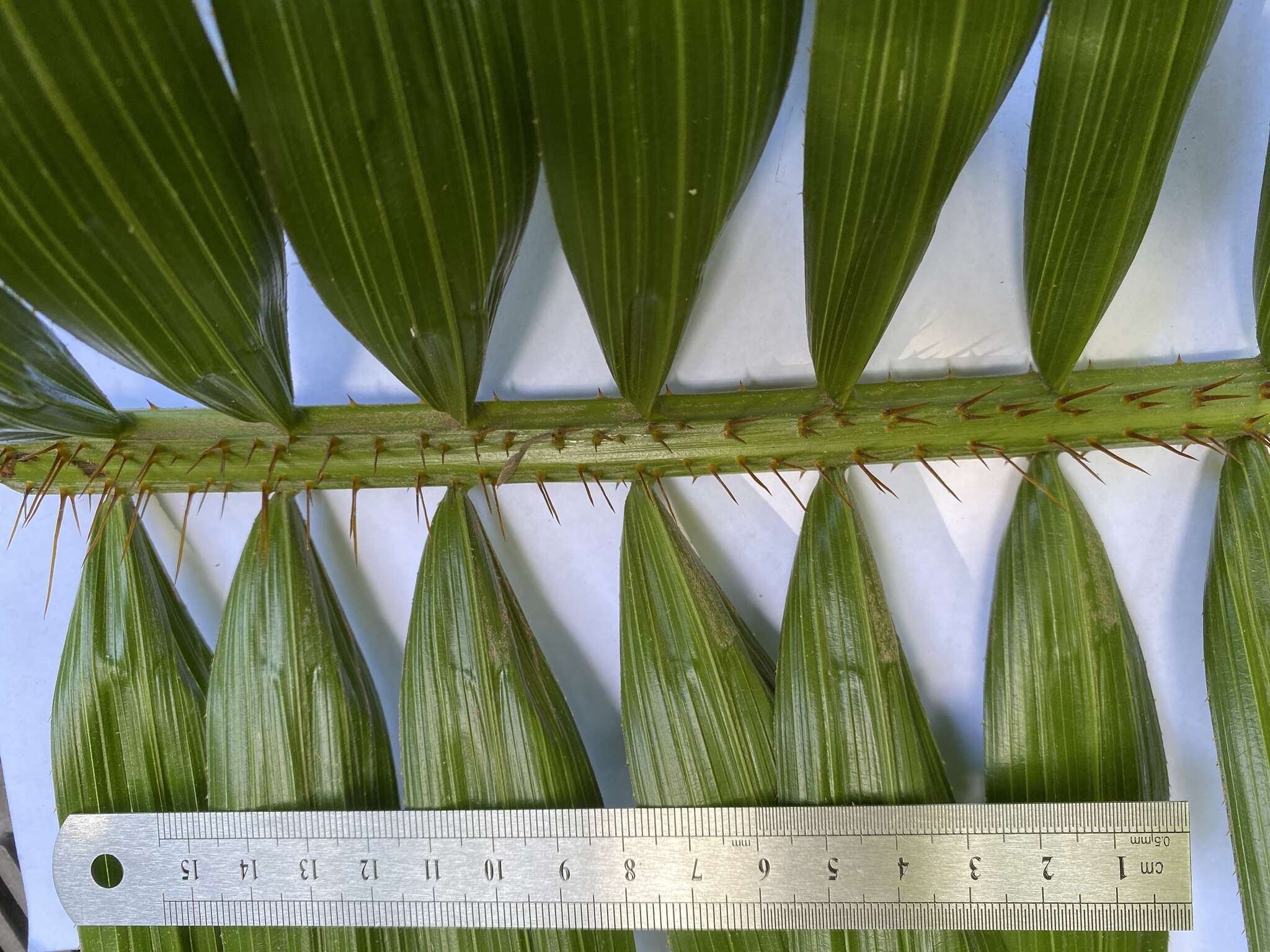 Plancia ëd Calamus radicalis H. Wendl. & Drude