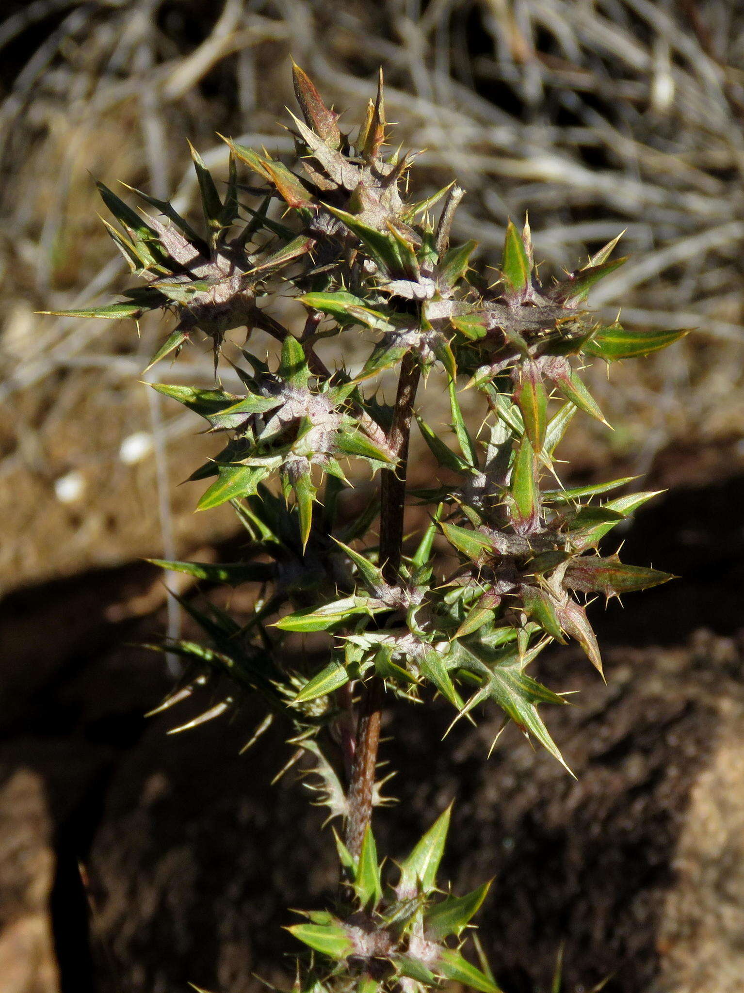 Image of Berkheya pinnatifida (Thunb.) Thell.