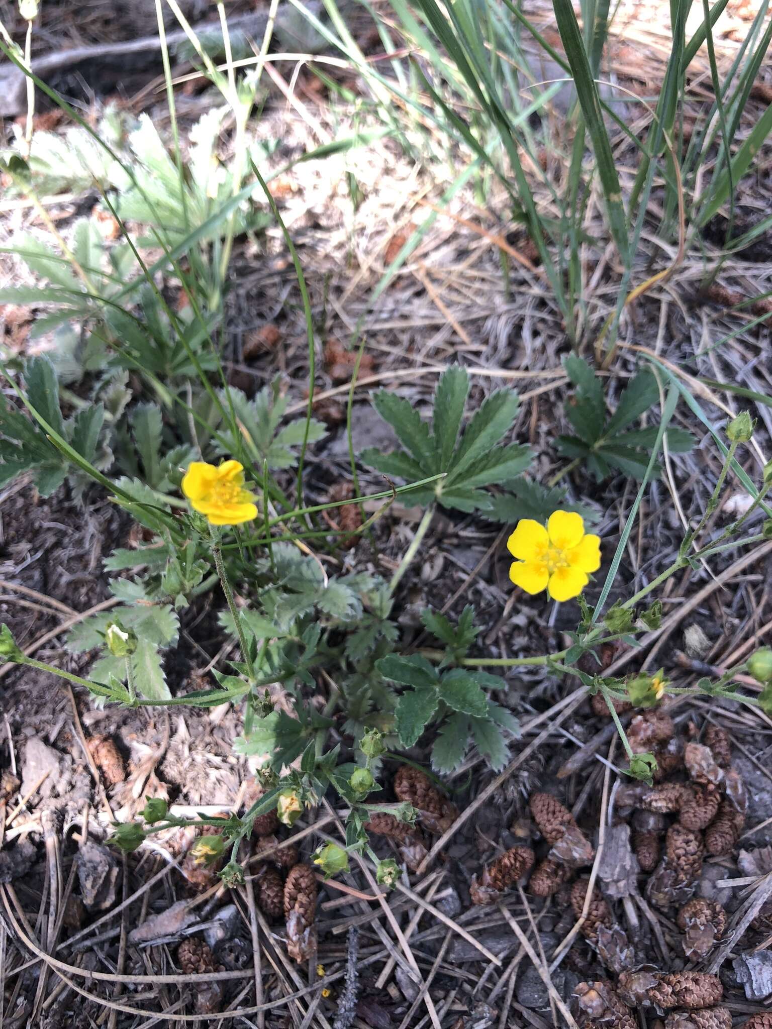 Image of Soft Cinquefoil