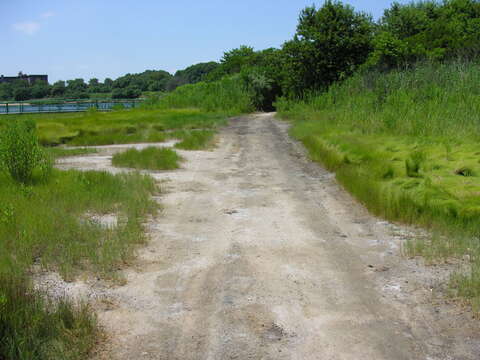 Image of saltmeadow cordgrass