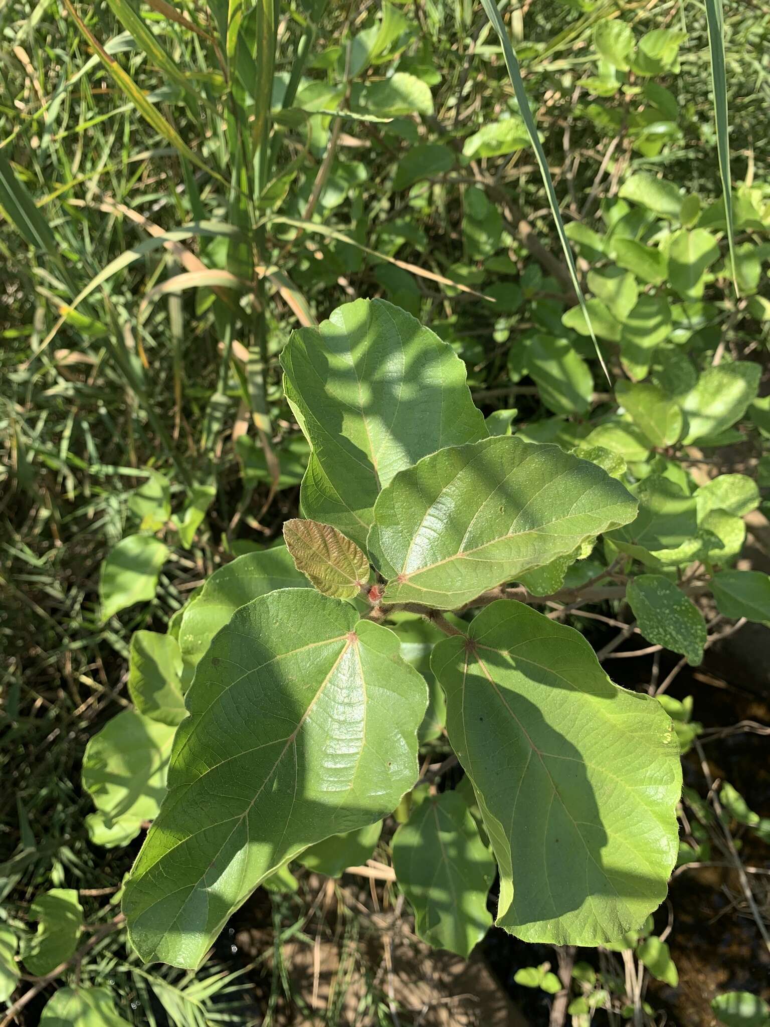 Image of Common cluster fig