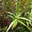 Image of Veronica stricta var. egmontiana (L. B. Moore) Garn.-Jones