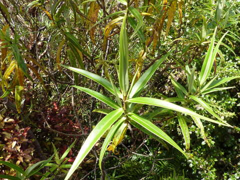 Image of Veronica stricta var. egmontiana (L. B. Moore) Garn.-Jones