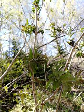 Image de <i>Sambucus sibirica</i>