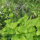 Image of Valeriana alliariifolia var. tiliifolia (Troitzk.) V. Avet.