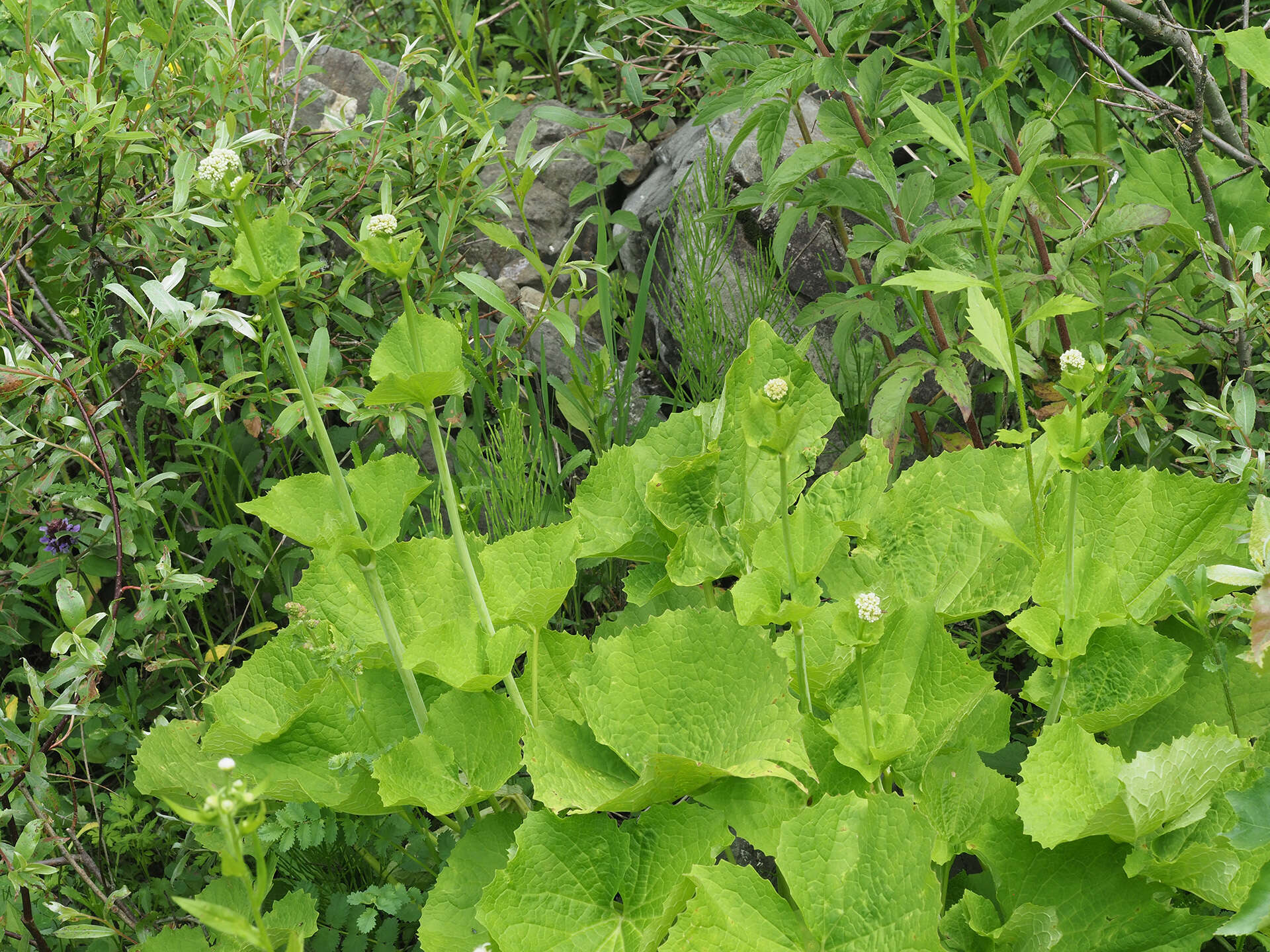 Image of Valeriana alliariifolia var. tiliifolia (Troitzk.) V. Avet.