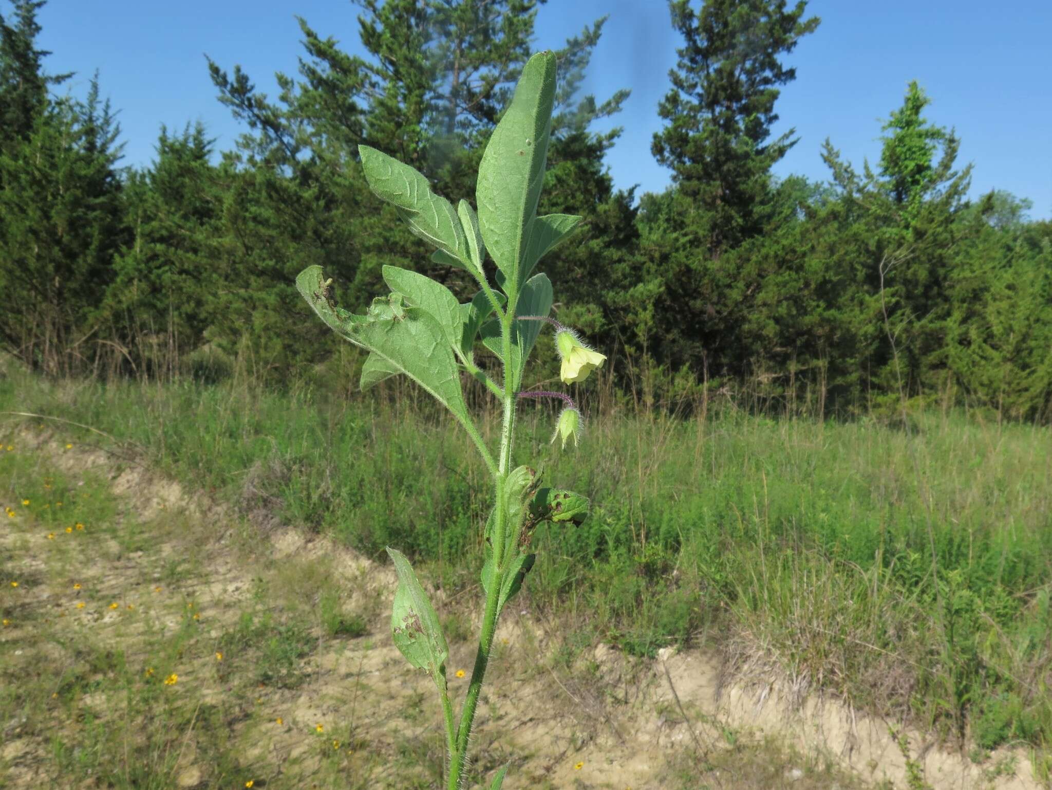 Image de Physalis pumila var. hispida (Waterf.) J. R. Sullivan